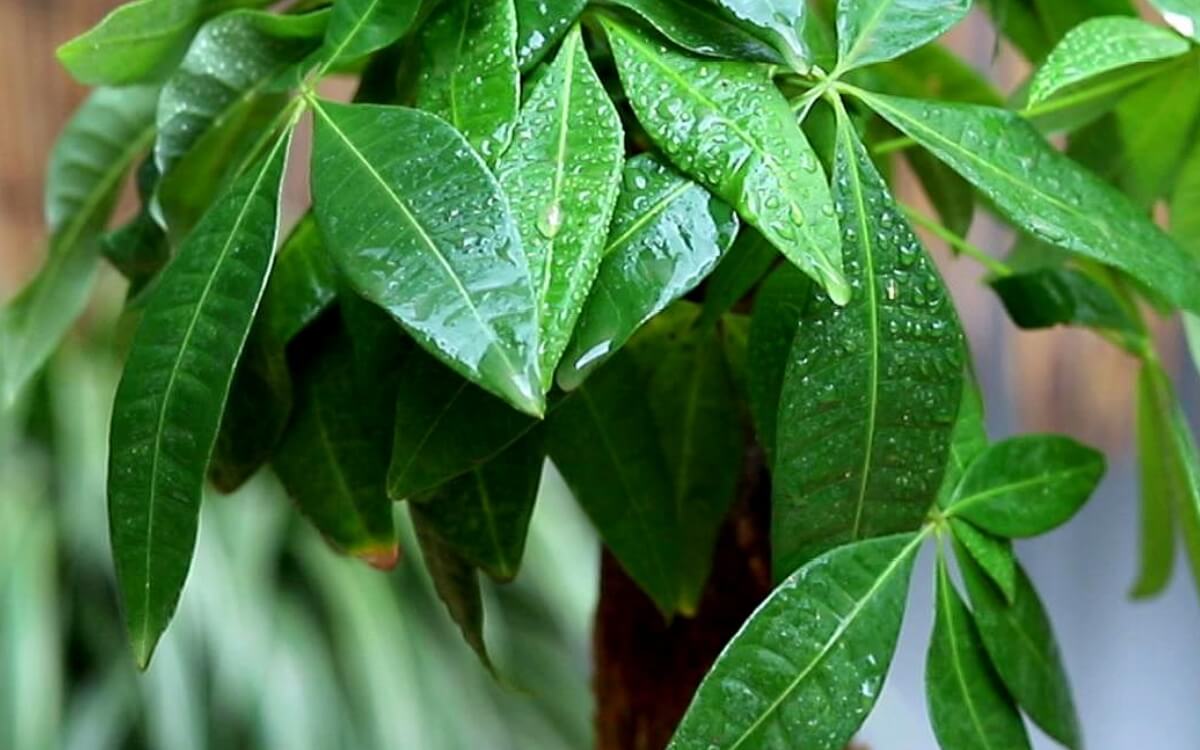 发财树怎么养，发财树的养殖技巧 植物知识  第1张