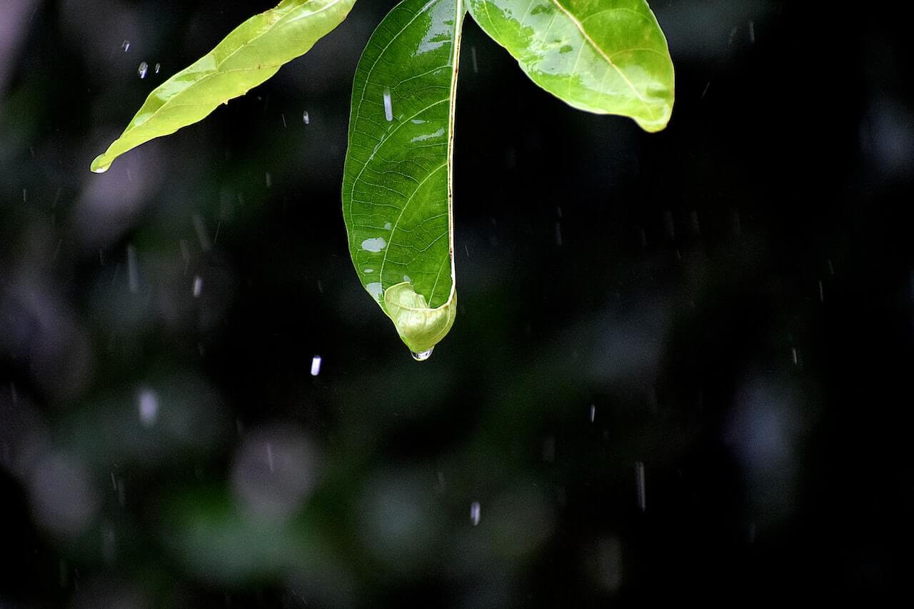 好雨知时节,当春乃发生。(好雨知时节当春乃发生的诗意) 文艺  第1张