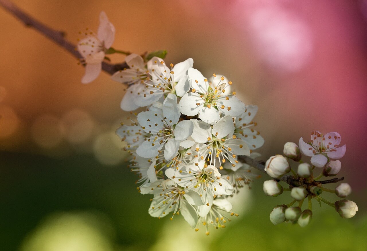 忽如一夜春风来,千树万树梨花开。(忽如一夜春风来千树万树梨花开意思)