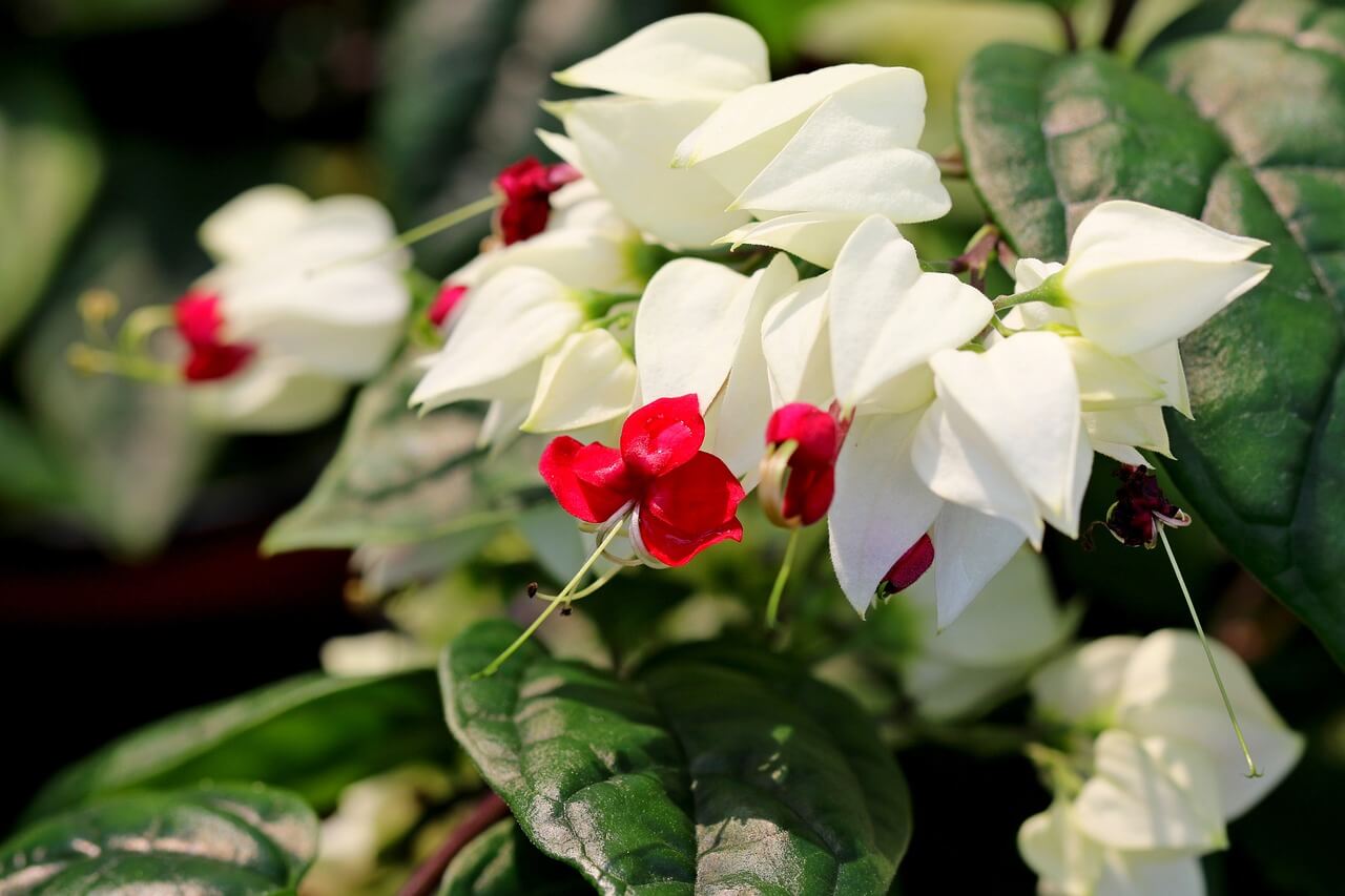 怎样用龙吐珠花制作盆景(龙吐珠花开花后怎么样修剪) 植物知识  第1张