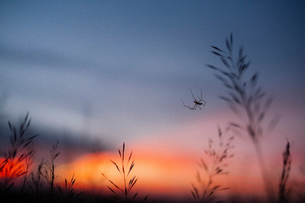 此夜曲中闻折柳,何人不起故园情。(李白春夜洛城闻笛赏析此夜曲中闻折柳) 文艺  第1张