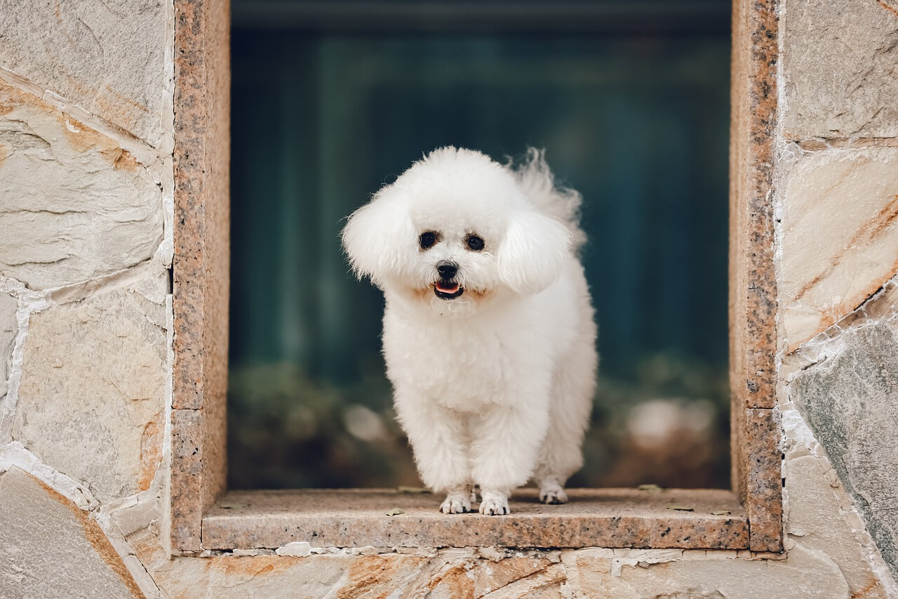 宠物犬种类(随着养宠物的人增多) 动物知识  第1张