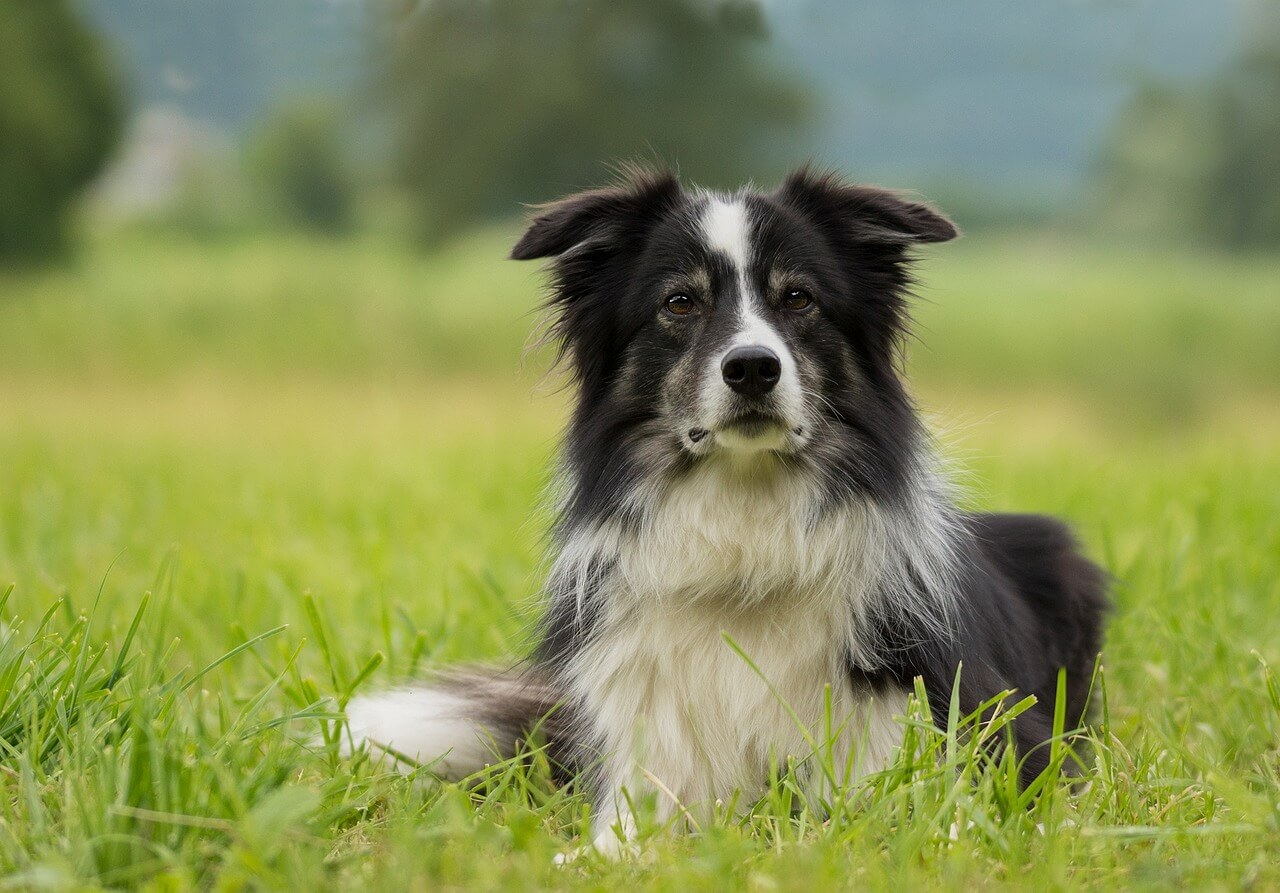 宠物犬种类(随着养宠物的人增多) 动物知识  第5张