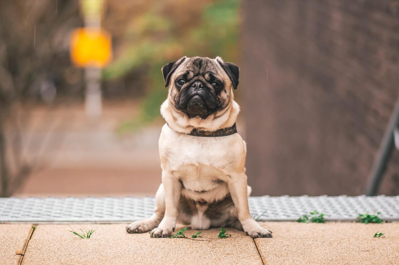 宠物犬种类(随着养宠物的人增多) 动物知识  第8张